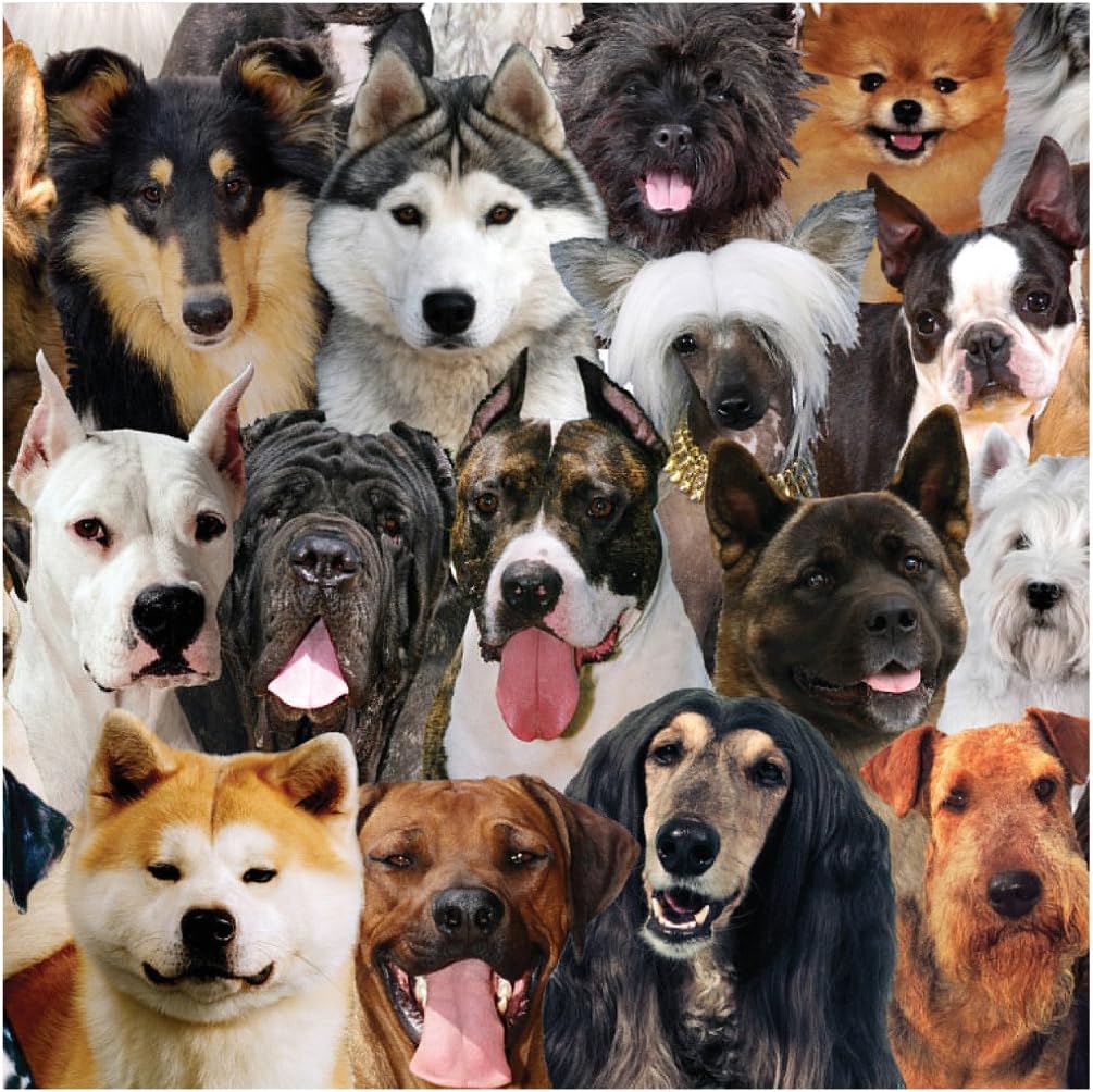 24 Count Best in Show Woof Premium Patterned Beverage Napkins, Multicolor