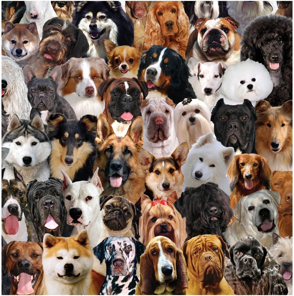 16 Count Best in Show Ruff Premium Patterned Luncheon Napkins, Multicolor